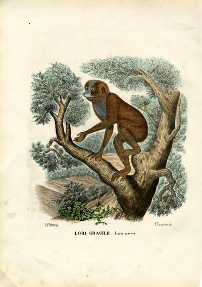 Lori mince - Raimundo Petraroja
